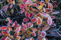 Deze planten houden je tuin kleurrijk tot in de winter